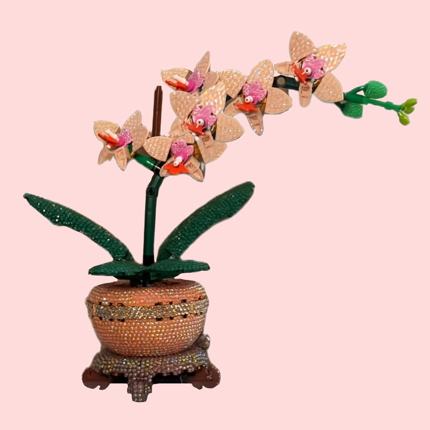 Orchid