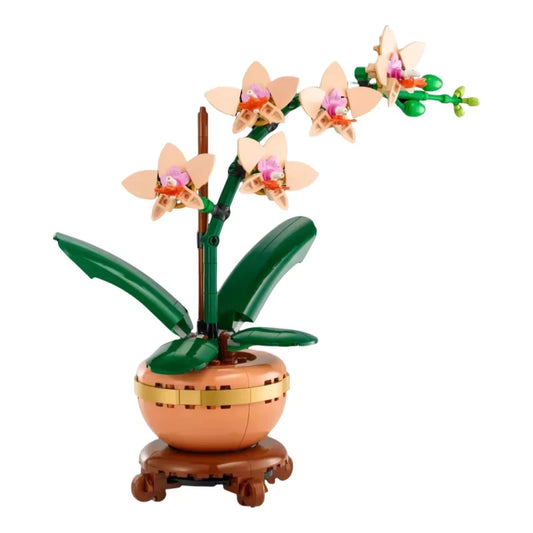 Orchid